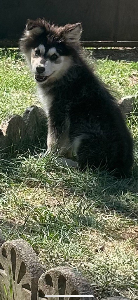 chiot Chien finnois de Laponie Du Domaine De Mirage