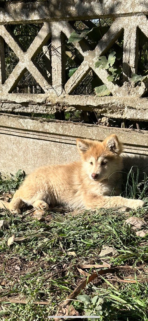 chiot Chien finnois de Laponie Du Domaine De Mirage