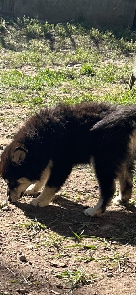 chiot Chien finnois de Laponie Du Domaine De Mirage