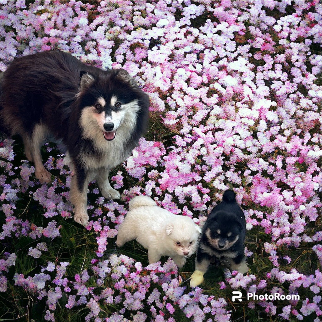 chiot Chien finnois de Laponie Du Domaine De Mirage