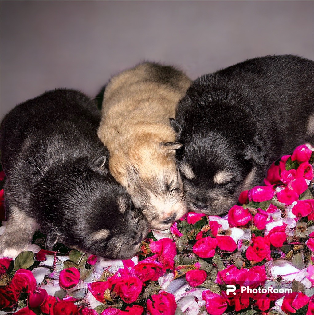 chiot Chien finnois de Laponie Du Domaine De Mirage