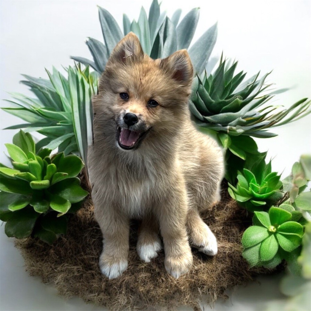 Du Domaine De Mirage - Chiots disponibles - Chien finnois de Laponie