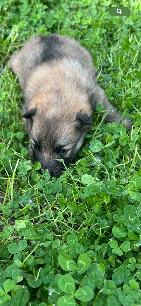Du Domaine De Mirage - Chiots disponibles - Chien finnois de Laponie