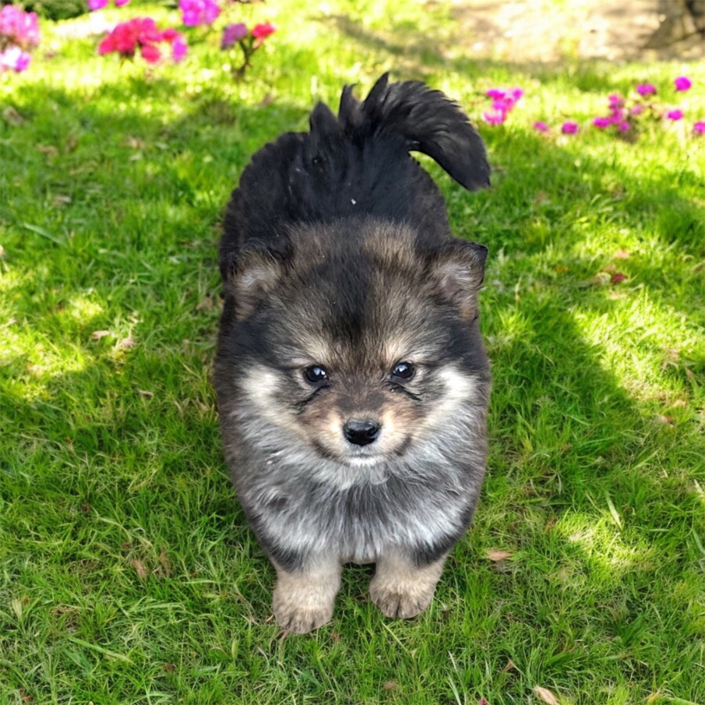 Du Domaine De Mirage - Chiots disponibles - Chien finnois de Laponie