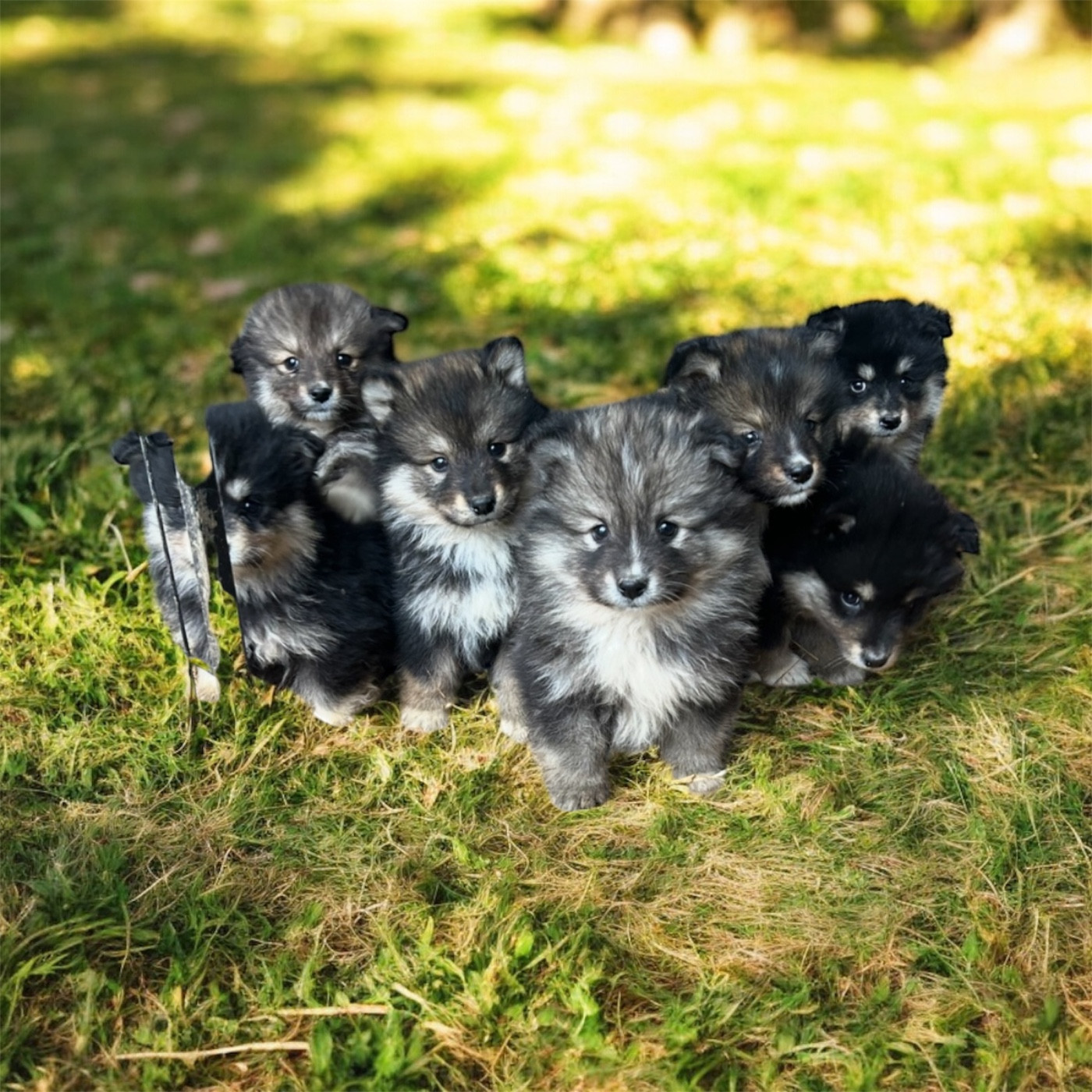 Du Domaine De Mirage - Chien finnois de Laponie - Portée née le 03/10/2025