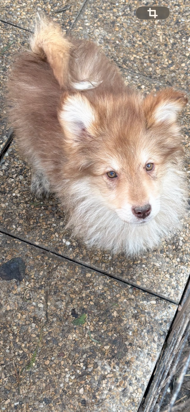 Du Domaine De Mirage - Chiots disponibles - Chien finnois de Laponie