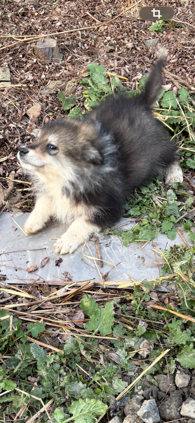 Du Domaine De Mirage - Chiots disponibles - Chien finnois de Laponie