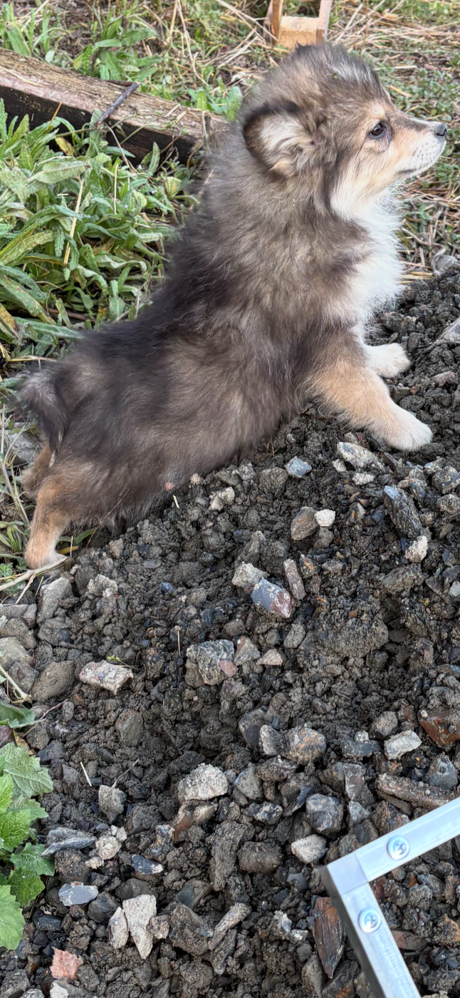 Du Domaine De Mirage - Chiots disponibles - Chien finnois de Laponie