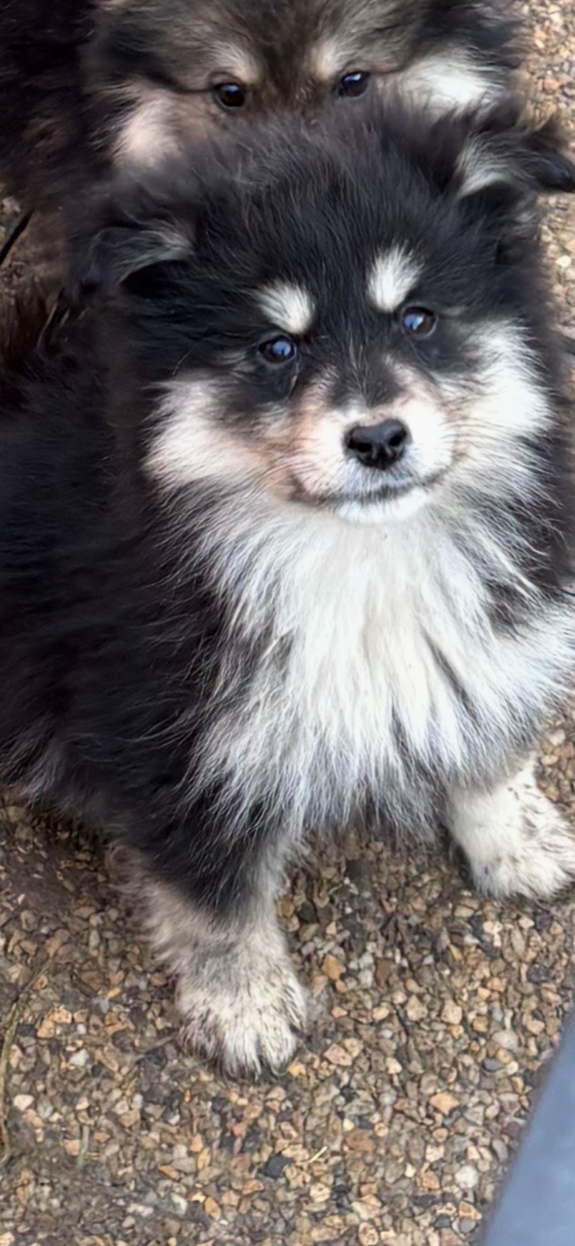 Du Domaine De Mirage - Chiots disponibles - Chien finnois de Laponie