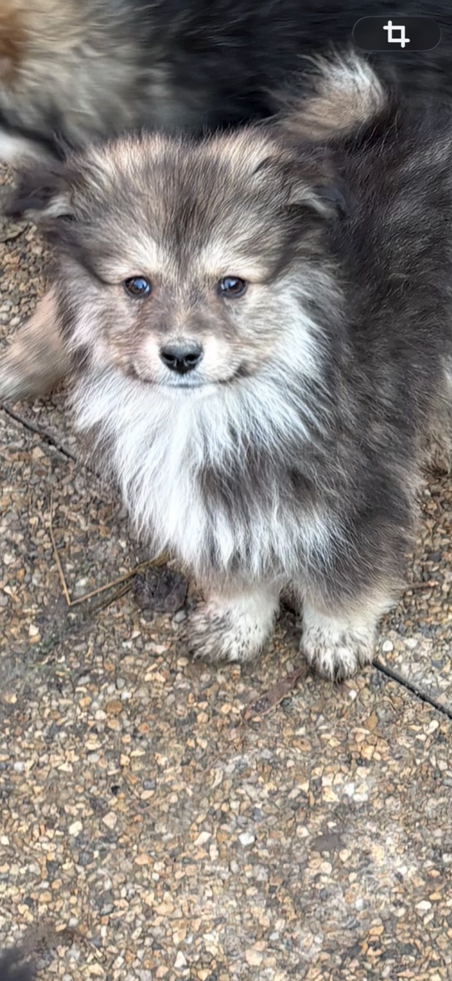 Du Domaine De Mirage - Chiots disponibles - Chien finnois de Laponie