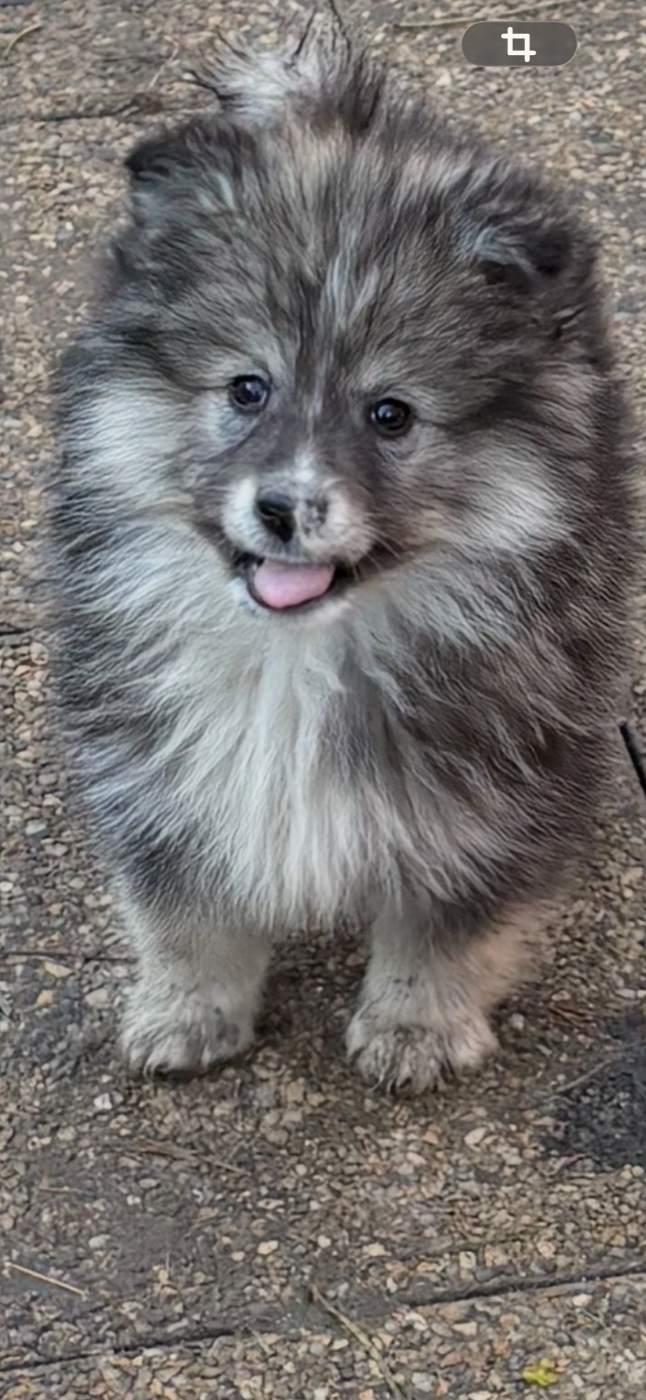 Du Domaine De Mirage - Chiots disponibles - Chien finnois de Laponie