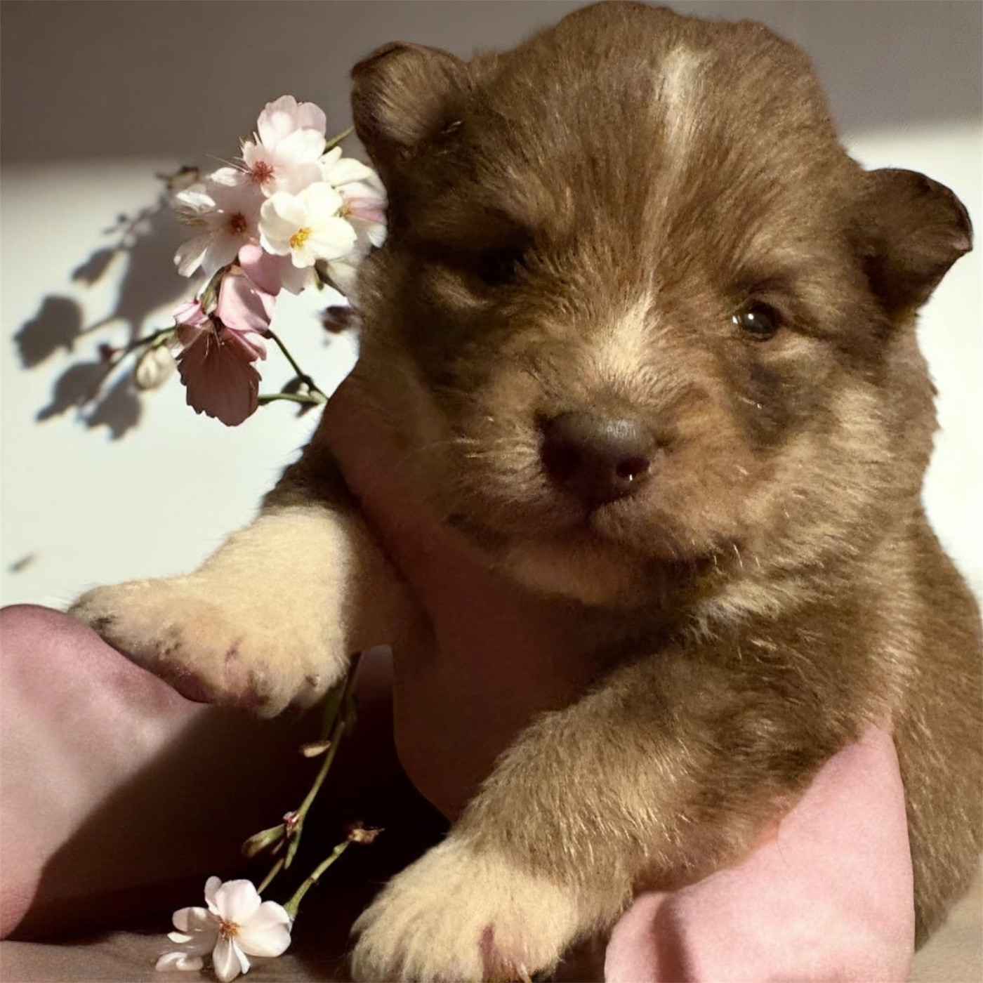 Du Domaine De Mirage - Chiots disponibles - Chien finnois de Laponie