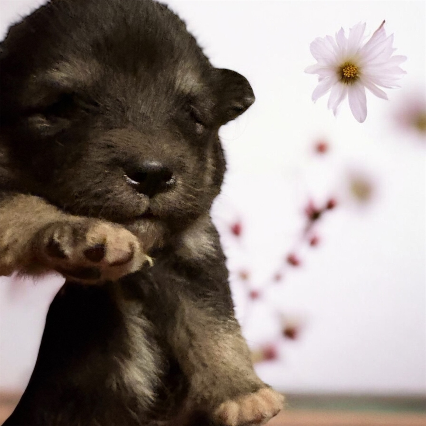 Du Domaine De Mirage - Chiots disponibles - Chien finnois de Laponie