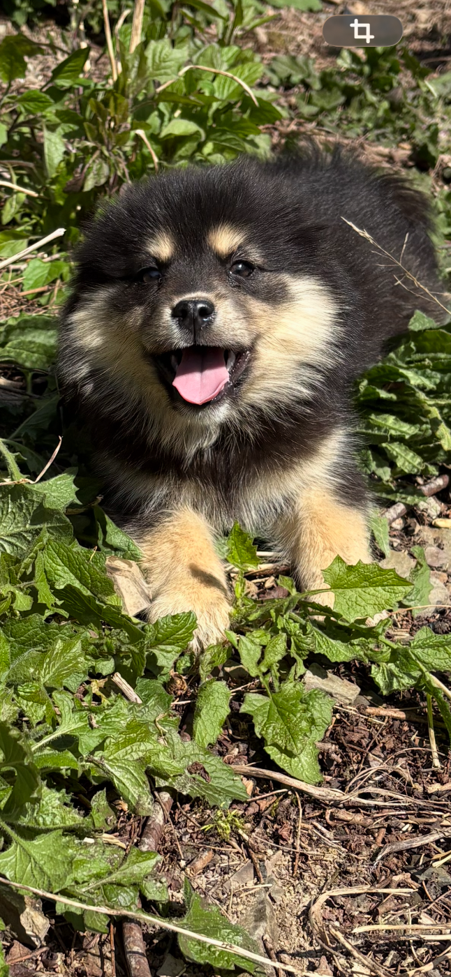 Du Domaine De Mirage - Chiots disponibles - Chien finnois de Laponie