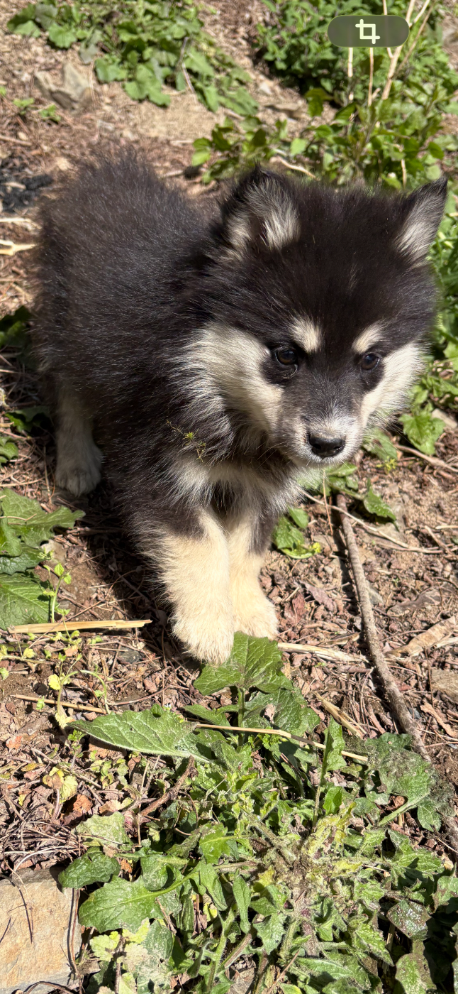 Du Domaine De Mirage - Chiots disponibles - Chien finnois de Laponie