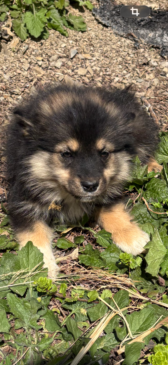 Du Domaine De Mirage - Chiots disponibles - Chien finnois de Laponie