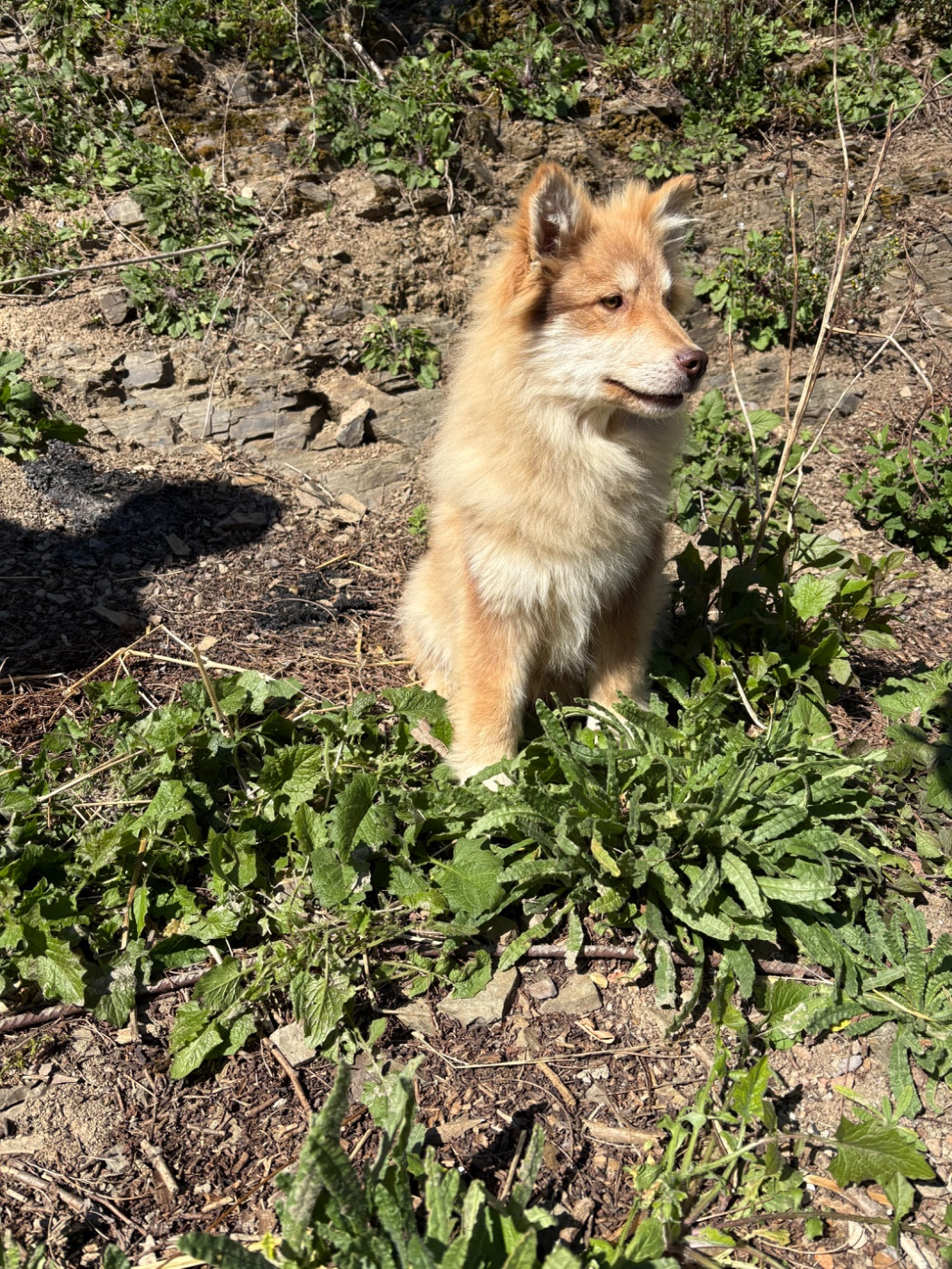 Du Domaine De Mirage - Chiots disponibles - Chien finnois de Laponie