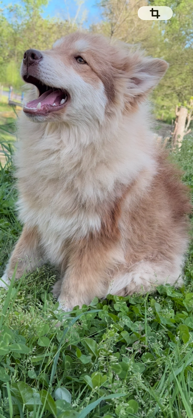 Du Domaine De Mirage - Chiots disponibles - Chien finnois de Laponie