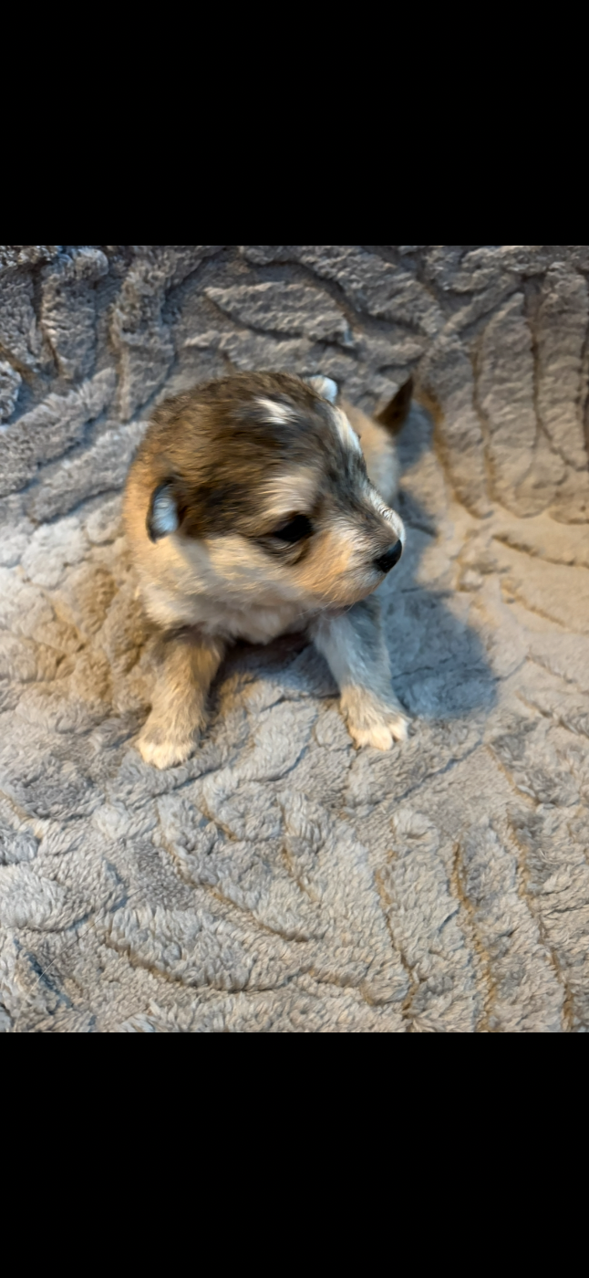 Du Domaine De Mirage - Chiots disponibles - Chien finnois de Laponie
