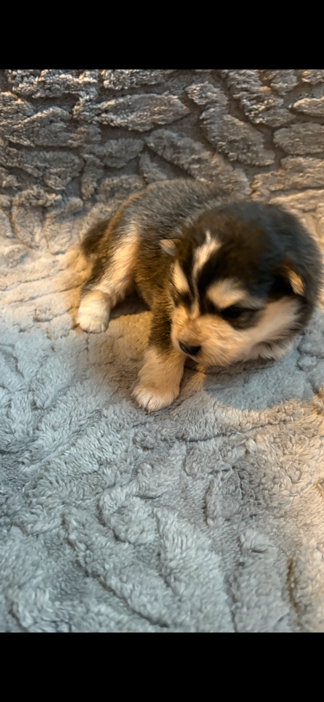 Du Domaine De Mirage - Chiots disponibles - Chien finnois de Laponie