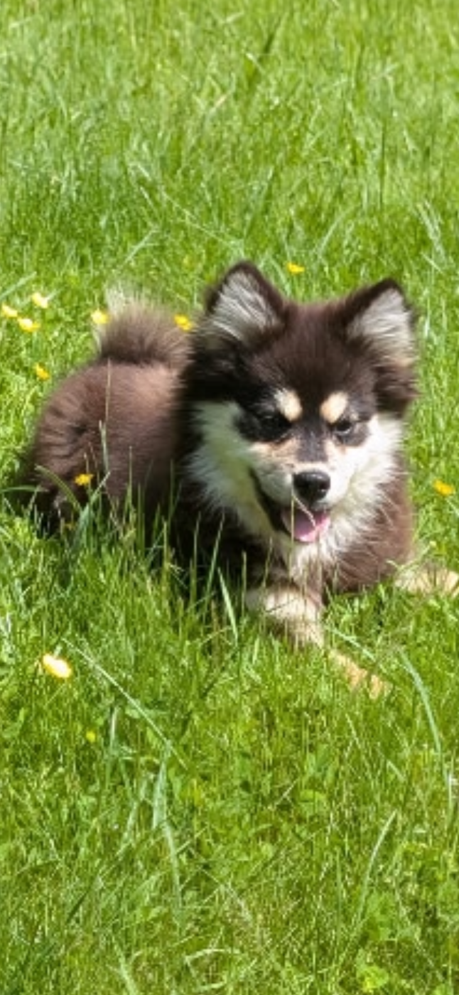Du Domaine De Mirage - Chiots disponibles - Chien finnois de Laponie