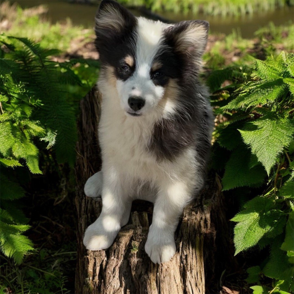 Du Domaine De Mirage - Chiots disponibles - Chien finnois de Laponie