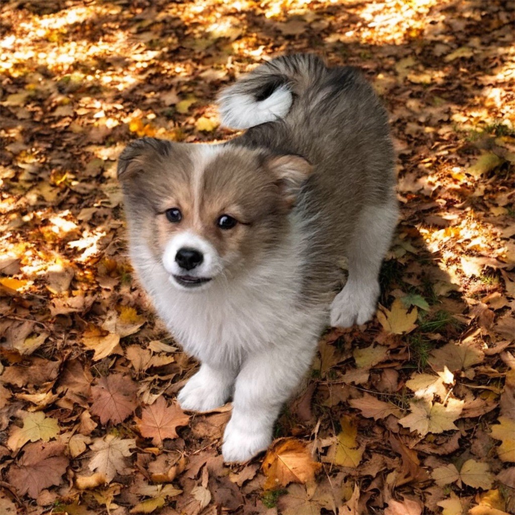 Du Domaine De Mirage - Chiots disponibles - Chien finnois de Laponie