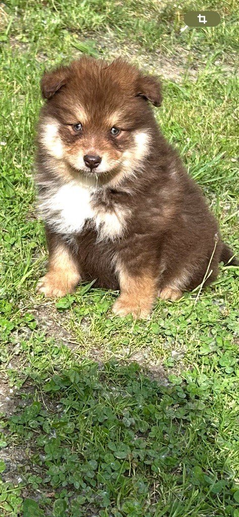 Du Domaine De Mirage - Chiots disponibles - Chien finnois de Laponie