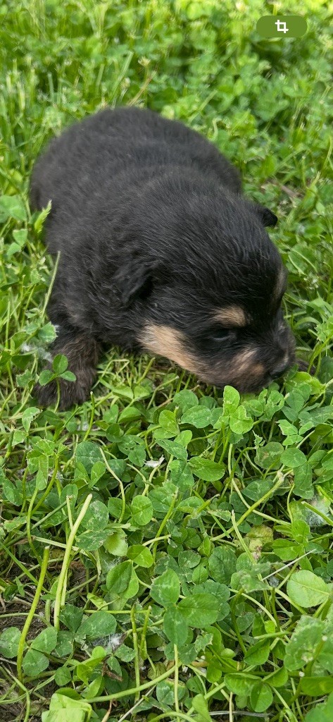 Du Domaine De Mirage - Chiots disponibles - Chien finnois de Laponie