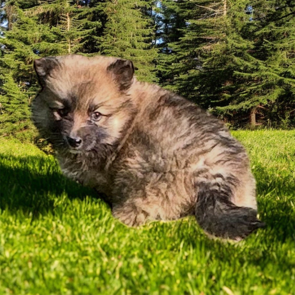 Du Domaine De Mirage - Chiots disponibles - Chien finnois de Laponie
