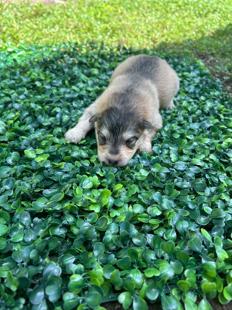 Du Domaine De Mirage - Chiots disponibles - Chien finnois de Laponie