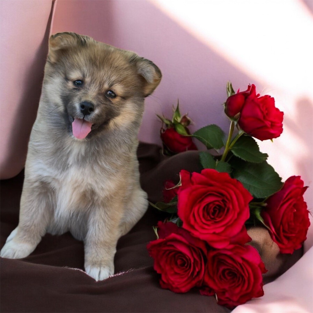 Du Domaine De Mirage - Chiots disponibles - Chien finnois de Laponie
