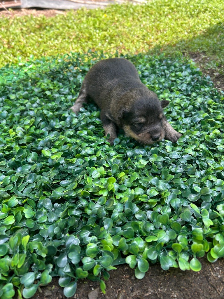Du Domaine De Mirage - Chiots disponibles - Chien finnois de Laponie