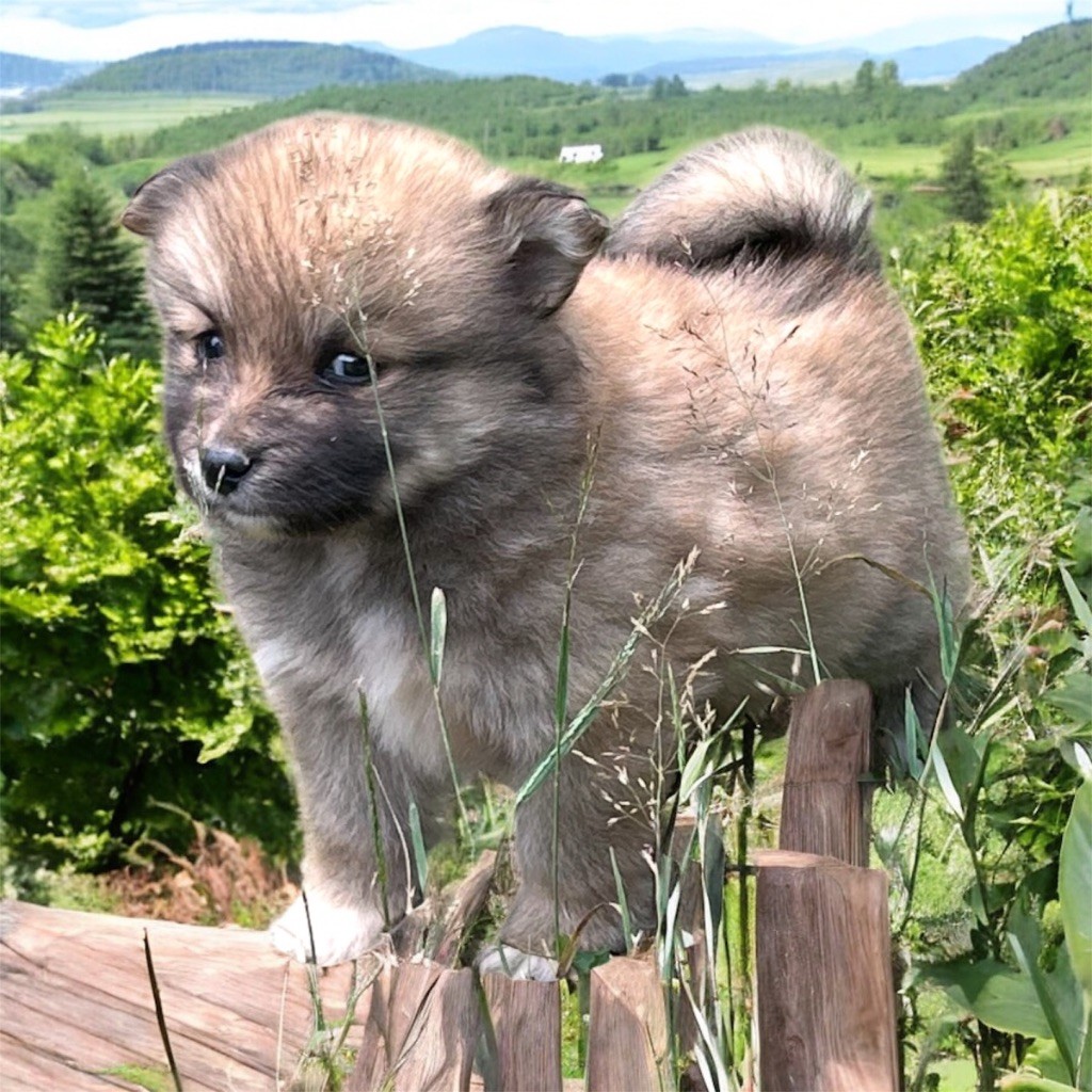 Du Domaine De Mirage - Chiots disponibles - Chien finnois de Laponie