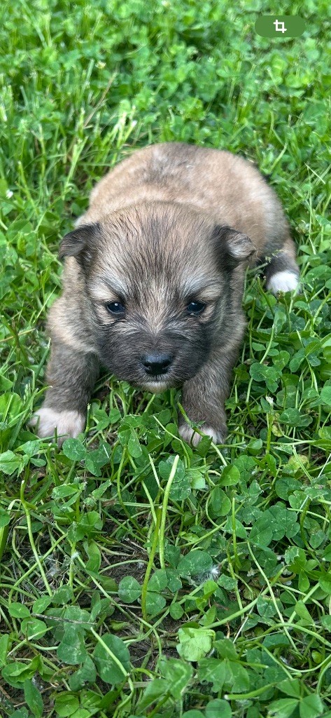 Du Domaine De Mirage - Chiots disponibles - Chien finnois de Laponie