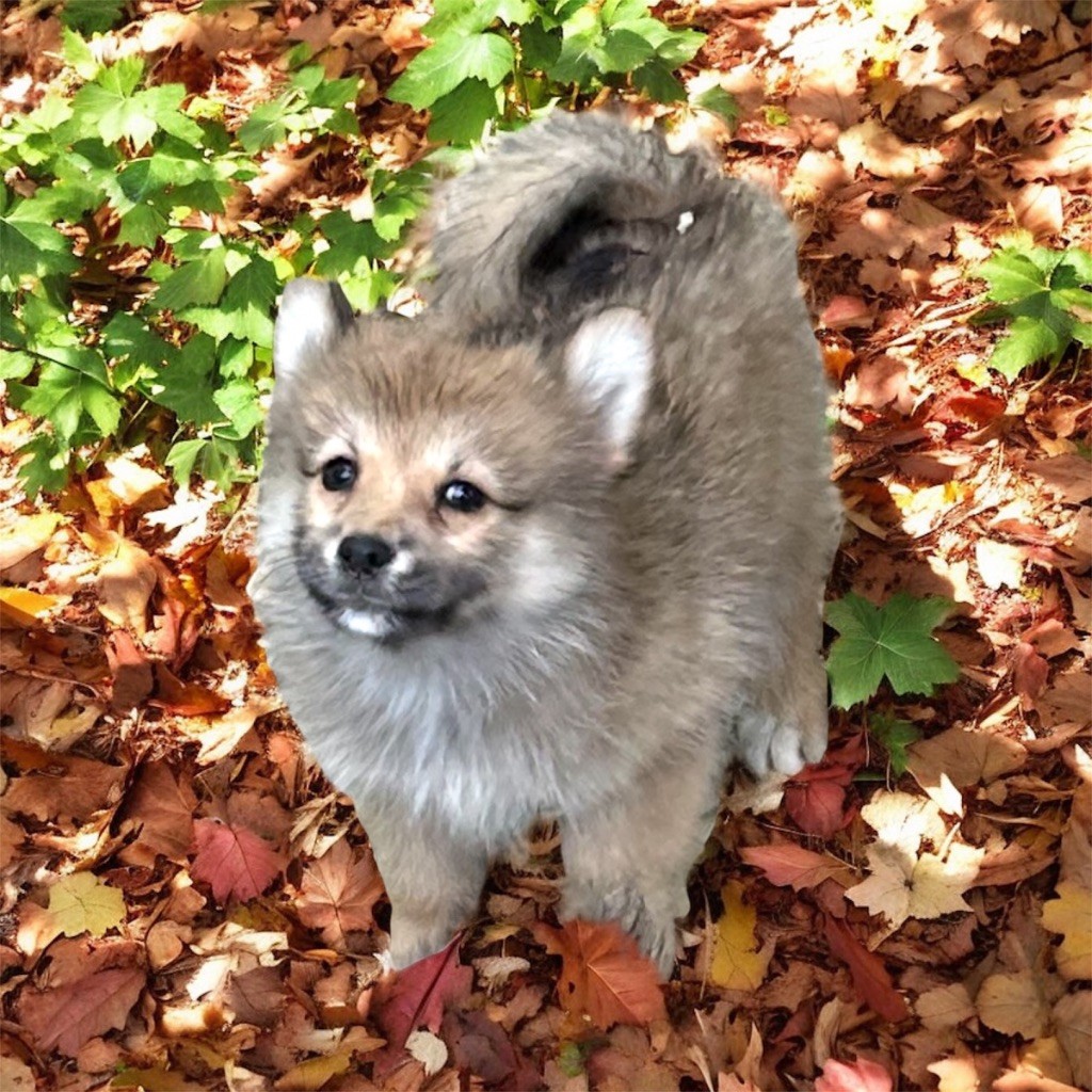 Du Domaine De Mirage - Chiots disponibles - Chien finnois de Laponie