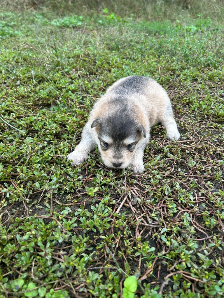 Du Domaine De Mirage - Chiots disponibles - Chien finnois de Laponie
