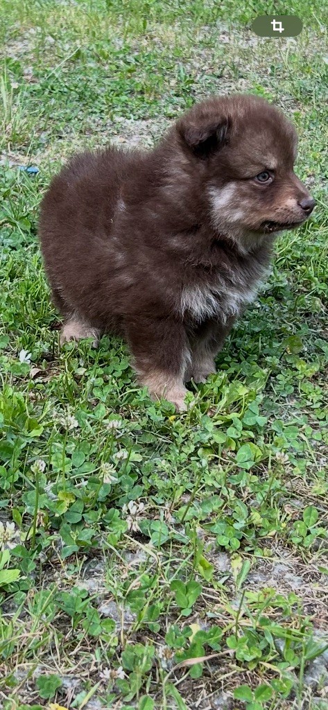 Du Domaine De Mirage - Chiots disponibles - Chien finnois de Laponie