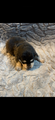 Chiot N°1