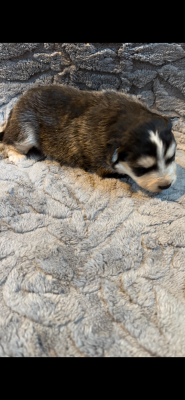Chiot N°4