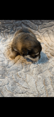 Chiot N°5