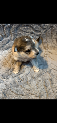 Chiot N°6