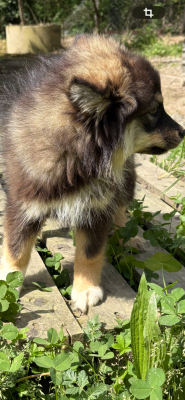 CHIOT 7