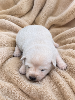 Chiot N°4