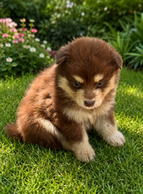 Chiot N°2