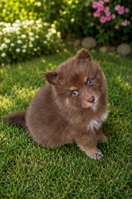 Chiot N°1