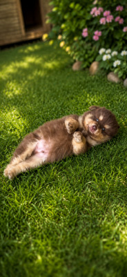 Chiot N°4