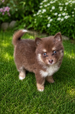 Chiot N°5