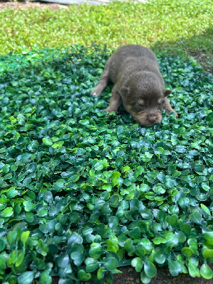 CHIOT 4