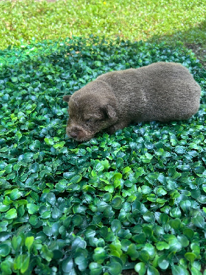 CHIOT 1